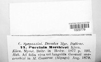 Puccinia morthieri image